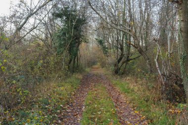 Ormanda bir patika Sonbaharda, mevsimlerde ve doğada farklı renkler