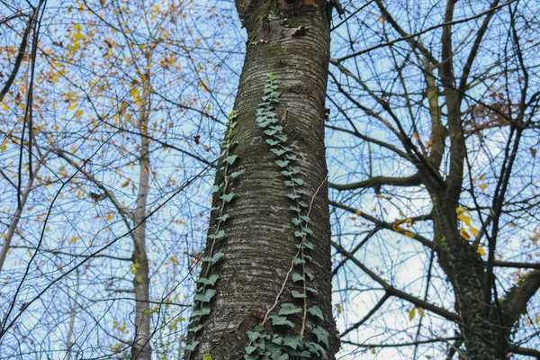 Eine Pflanze Von Unten Mit Einem Kletternden Efeu Wald Jahreszeiten — Stockfoto