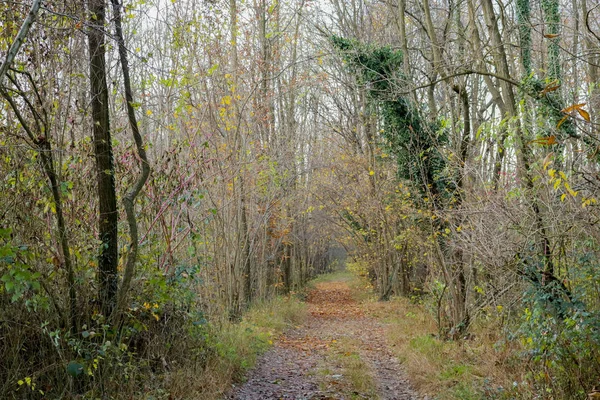 A path in the woods and the different shades of colors in autumn, seasons and nature