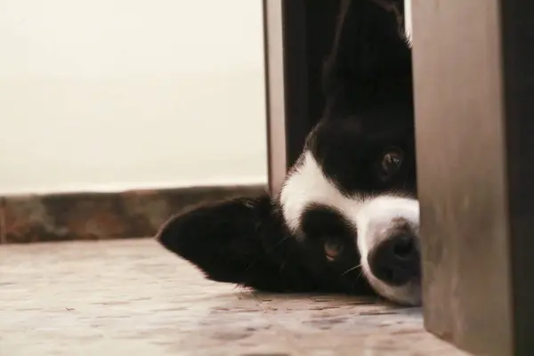 Gros Plan Drôle Collie Frontalier Qui Sort Tête Sous Table — Photo