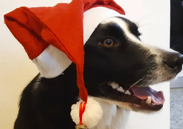 Primo Piano Collie Confine Con Cappello Natale Rosso Bianco — Foto Stock