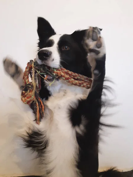 Gros Plan Collie Bordé Agitant Ses Pattes Air Avec Corde — Photo