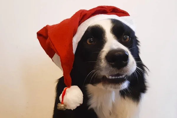 Primer Plano Borde Collie Con Sombrero Navidad Rojo Blanco — Foto de Stock