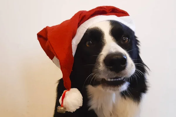 Primer Plano Borde Collie Con Sombrero Navidad Rojo Blanco — Foto de Stock