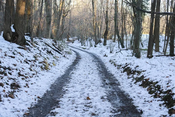 Snowy path in the woods, landscapes and seasons