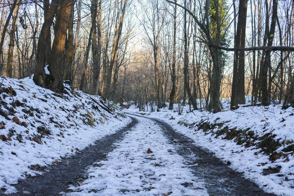 Snowy path in the woods, landscapes and seasons