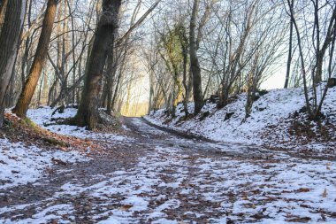 Snowy path in the woods, landscapes and seasons