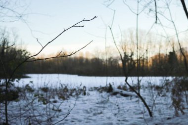 Close-up of a branch in the woods in winter, nature and seasons