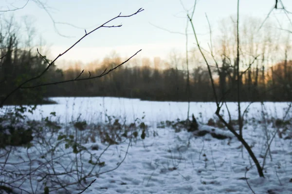 Close-up of a branch in the woods in winter, nature and seasons