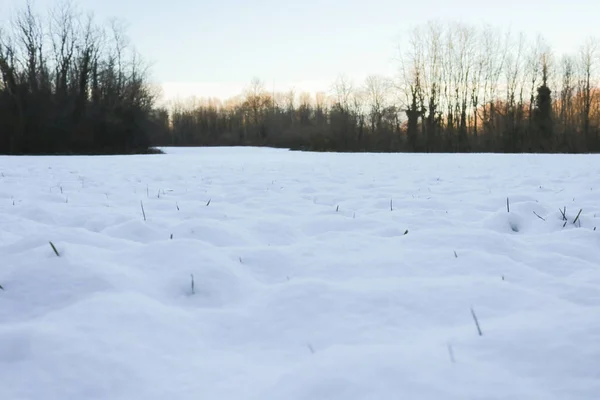 A snowy meadow in winter, nature and seasons