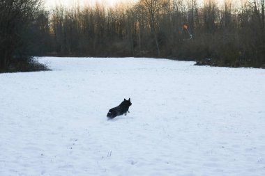 Border collie running in the snow, animals and nature