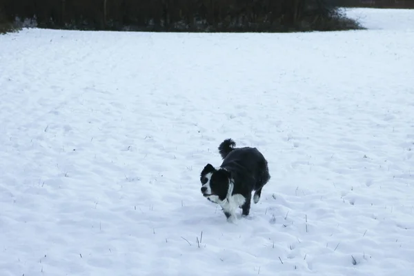 Border Collie Running Snow Animals Nature — 스톡 사진