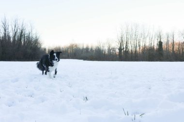 Border collie in the snow, animals and nature