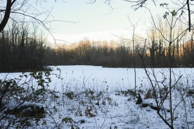 The forest and the snowy meadow, nature and seasons