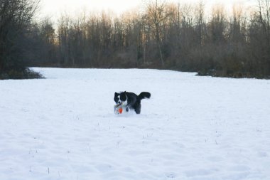 Border collie running in the snow with his game, animals and nature