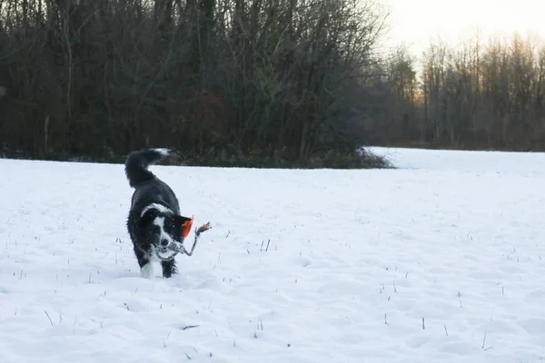 Border Collie Läuft Schnee Mit Seinem Spiel Tieren Und Der — Stockfoto