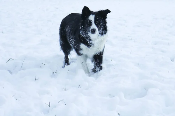 Hraniční Kolie Sněhu Zvířata Příroda — Stock fotografie