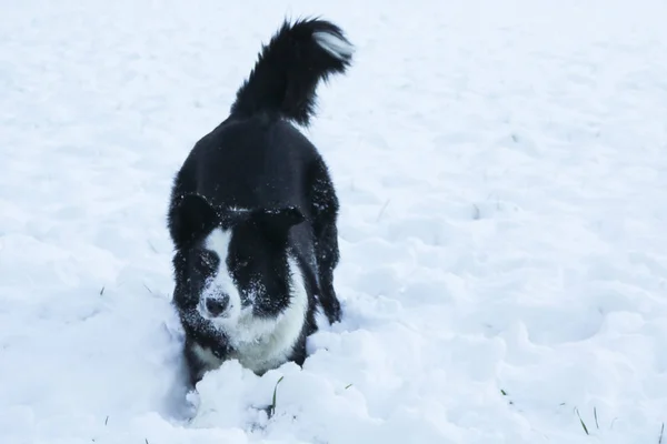 Határ Collie Hóban Állatok Természet — Stock Fotó