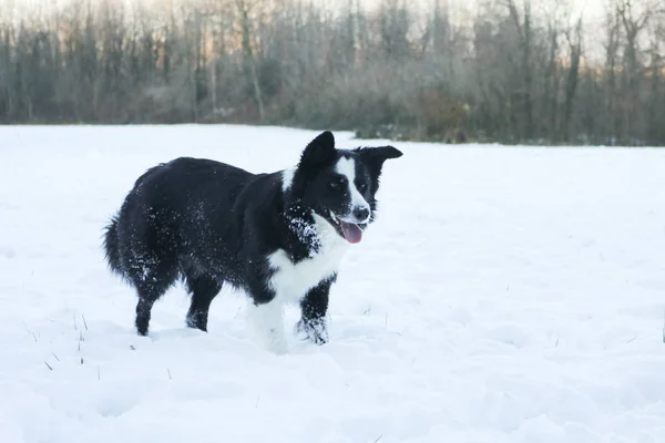 Fronteira Collie Neve Animais Natureza — Fotografia de Stock