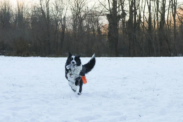 Collie Fronterizo Corriendo Nieve Con Juego Animales Naturaleza —  Fotos de Stock
