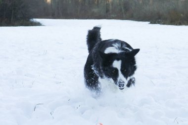 Border collie jumping in the snow, animals and nature