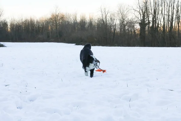 Border Collie Running Snow His Game Animals Nature — Stock Photo, Image