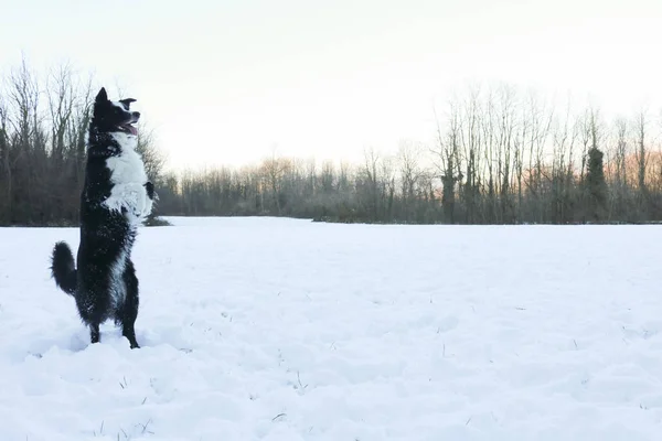 Бордер Колли Стоящие Снегу Животные Природа — стоковое фото