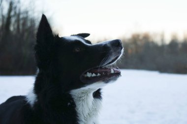 Close-up of a border collie in the snow, animals and nature