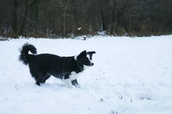 Fronteira Collie Neve Animais Natureza — Fotografia de Stock