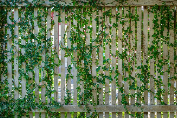 Escalade sur une vieille clôture en bois blanc — Photo