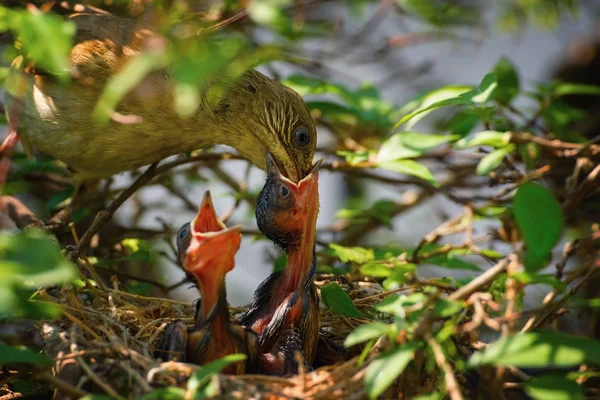 Bébé oiseau laissé sur un arbre dans un nid — Photo
