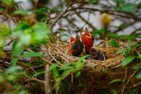 Noworodek ptak w lewo na drzewie w gniazdo — Zdjęcie stockowe