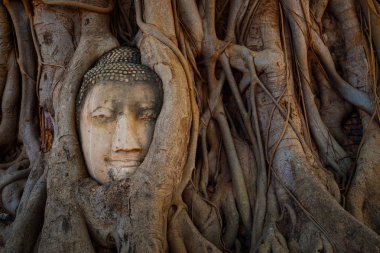 Ünlü resim Buda kafa Banyan ağacı kökü Wat Mahathat tapınağında Ayutthaya Historical Park, Unesco Dünya Mirası alanı, Tayland ile