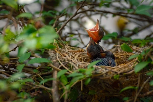 Noworodek ptak w lewo na drzewie w gniazdo — Zdjęcie stockowe