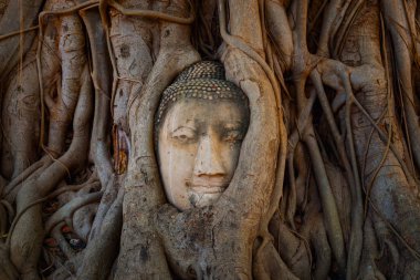 Ünlü Buda kafa Banyan ağacı kökü Wat Mahathat tapınağında Ayutthaya Historical Park, Unesco Dünya Mirası alanı, Tayland ile