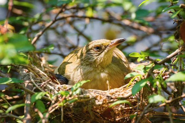 Maman oiseau avec son bébé sur un arbre dans un nid — Photo
