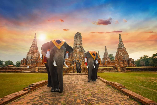 Elefante no templo de Wat Chaiwatthanaram no Parque Histórico de Ayutthaya, um patrimônio mundial da UNESCO, Tailândia — Fotografia de Stock