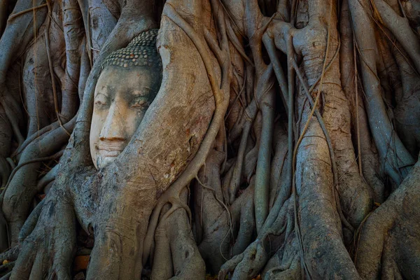 Famous Buddha Head with Banyan Tree Root at Wat Mahathat Temple in Ayuthaya Historical Park, a UNESCO world heritage site, Thailand — Stock Photo, Image