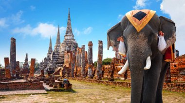 Fil Wat Phra Si Sanphet tapınağında Ayutthaya Historical Park, Unesco Dünya Mirası alanı, Tayland