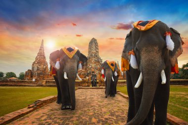 Ayuthaya Historical Park, Unesco Dünya Mirası alanı, Tayland Wat Chaiwatthanaram tapınağında fil