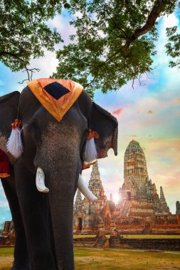 Ayuthaya Historical Park, Unesco Dünya Mirası alanı, Tayland Wat Chaiwatthanaram tapınağında fil