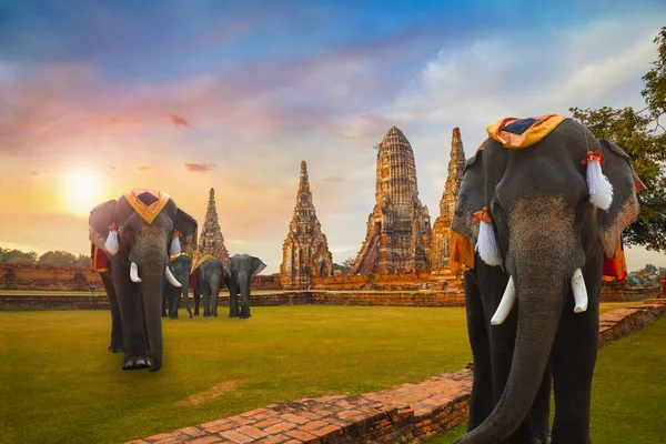 Elephant at Wat Chaiwatthanaram temple in Ayuthaya Historical Park, a UNESCO world heritage site, Thailand — Stock Photo, Image