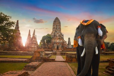  Ayuthaya Historical Park, Unesco Dünya Mirası Tayland Wat Chaiwatthanaram tapınağında fil