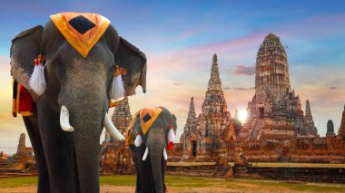 Ayuthaya Historical Park, Unesco Dünya Mirası alanı, Tayland Wat Chaiwatthanaram tapınağında fil