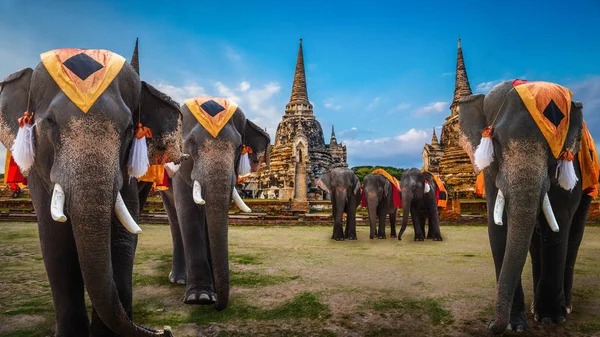 A Group of Elephants at Wat Phra Si Sanphet temple in Ayutthaya Historical Park, a UNESCO world heritage site, Thailand
