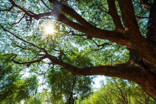 Stora träd i Sukhothai Historical Park — Stockfoto