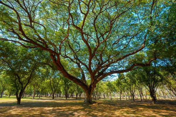 Stort träd på Sukhothai Hisrorical Park — Stockfoto