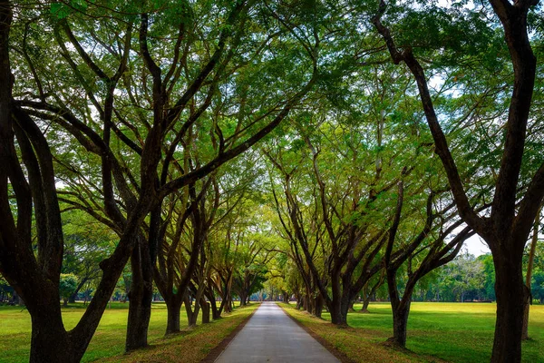 位于泰国素可泰的联合国教科文组织世界遗产遗址 Satchanalai 历史公园的树木隧道 — 图库照片