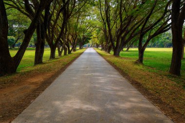 Ağaç tünel Si Satchanalai tarihi park, Unesco Dünya Mirası Sukhothai, Tayland