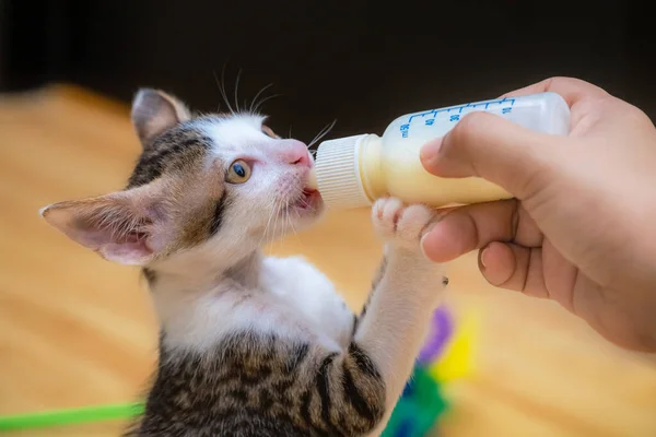 用奶瓶喂猫 人工喂养 — 图库照片